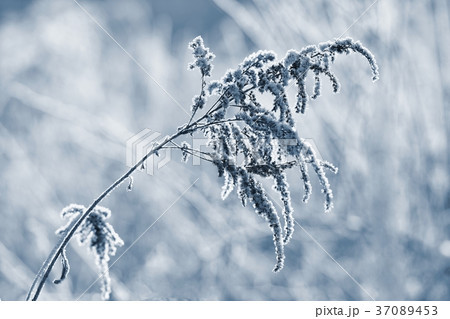 Frost and snow on branches.Winter seasonal nature. Frost and snow on branches.Winter seasonal nature. 37089453