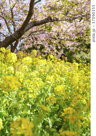 河津桜　松田山 37090355