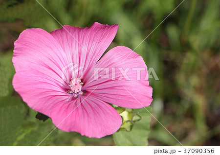 Pink flower of a tree mallow agains of  grass 37090356