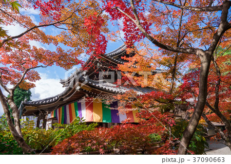 京都 今熊野観音寺の紅葉 京都 今熊野観音寺の紅葉 37090663