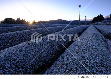 霜の茶畑(奈良市田原) 霜の茶畑(奈良市田原) 37092224
