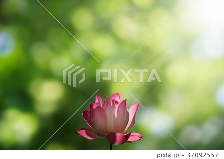 Pink lotus flower on blurred green bokeh Pink lotus flower on blurred green bokeh 37092557