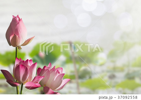 Pink lotus flowers on blurred lake with bokeh Pink lotus flowers on blurred lake with bokeh 37092558