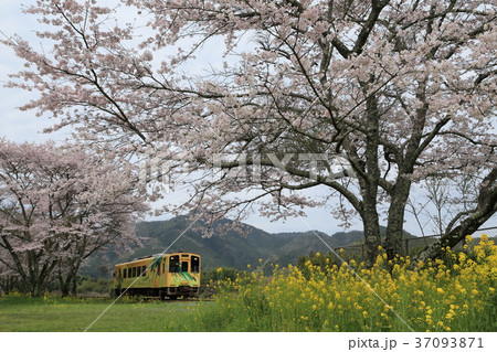 錦川清流線 南河内駅 桜 錦川清流線 南河内駅 桜 37093871