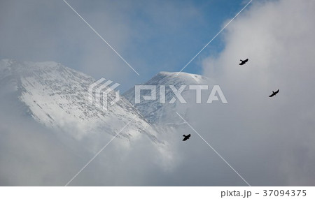 Two birds flying in front of a cloud Two birds flying in front of a cloud 37094375