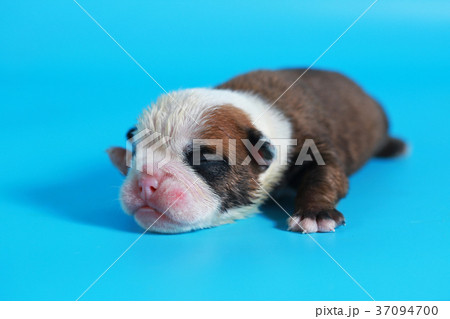 7 days purebred English Bulldog puppy 37094700