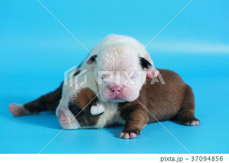 7 days purebred English Bulldog puppy  37094856