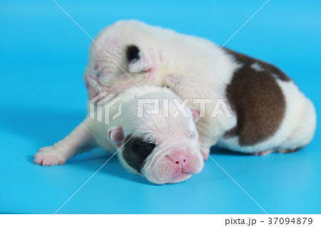 7 days purebred English Bulldog puppy 7 days purebred English Bulldog puppy 37094879