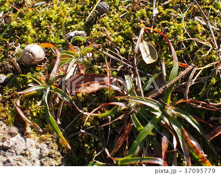 苔と草 37095779