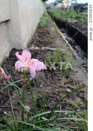花 フラワー お花 37095834