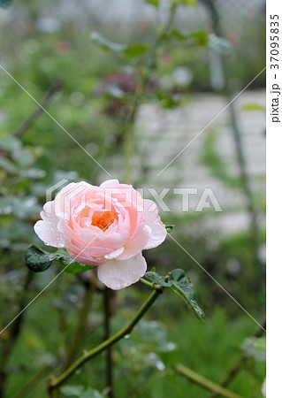 花 フラワー お花 37095835