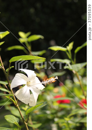 自然 天然 ナチュラル 37095839