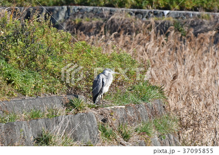 サギ・アオサギ サギ・アオサギ 37095855