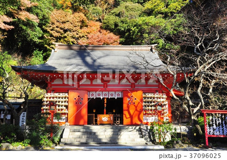 鎌倉市 荏柄天神社社殿と鮮やかな紅葉 鎌倉市 荏柄天神社社殿と鮮やかな紅葉 37096025
