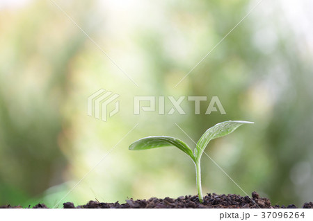 Green plants planting 37096264