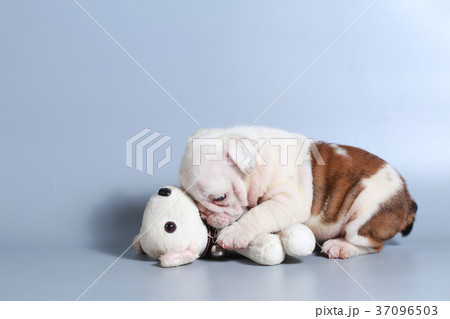 purebred English Bulldog puppy  37096503