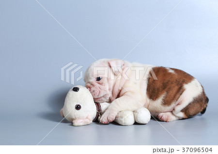 purebred English Bulldog puppy  37096504