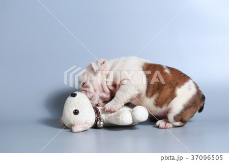 purebred English Bulldog puppy  37096505