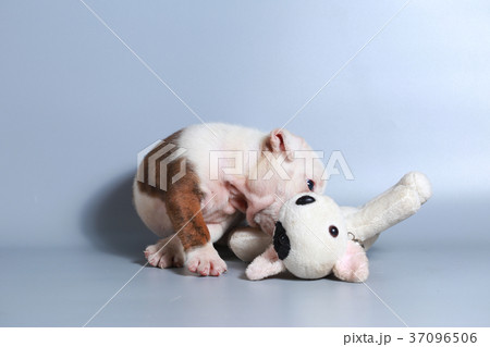 purebred English Bulldog puppy  37096506