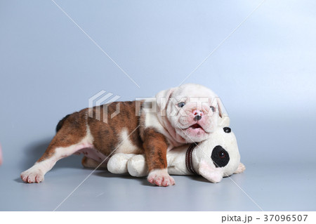 purebred English Bulldog puppy  37096507