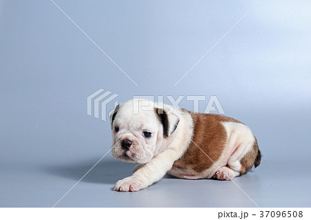 purebred English Bulldog puppy  37096508