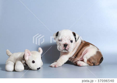 purebred English Bulldog puppy 37096540