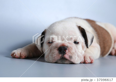 purebred English Bulldog puppy 37096617