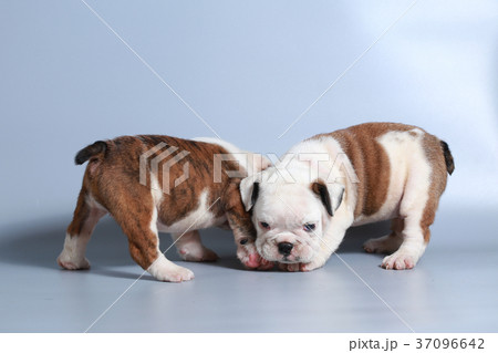 purebred English Bulldog puppy 37096642