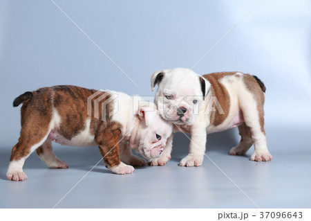 purebred English Bulldog puppy 37096643