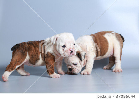 purebred English Bulldog puppy 37096644