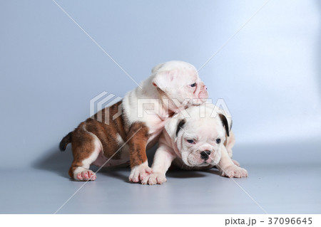 purebred English Bulldog puppy 37096645