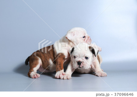 purebred English Bulldog puppy purebred English Bulldog puppy 37096646