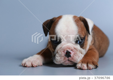 purebred English Bulldog puppy  37096786