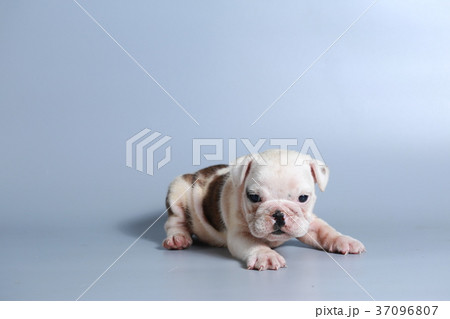 purebred English Bulldog puppy  37096807