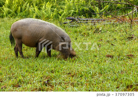 bearded pig digs the earth bearded pig digs the earth 37097305