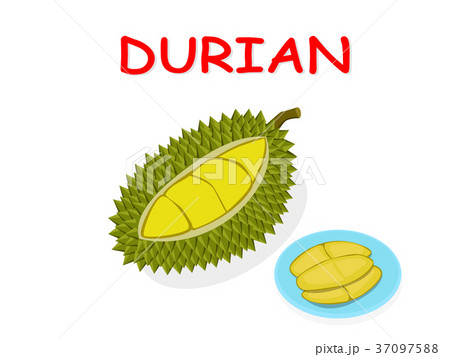 Fresh Durian fruit isolated on white vector design 37097588