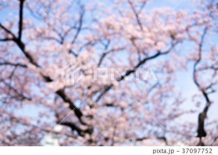 Blurred Cherry blossoms scene 37097752