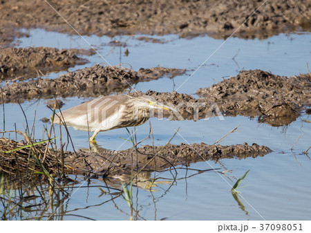 Javan Pond Heron in the field. Javan Pond Heron in the field. 37098051