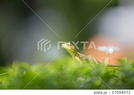 Small Chameleon on green tree Small Chameleon on green tree 37098072