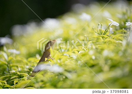 Small Chameleon on green tree Small Chameleon on green tree 37098081