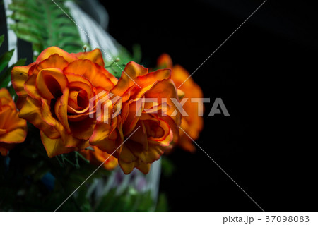 Orange roses with a black background. Orange roses with a black background. 37098083