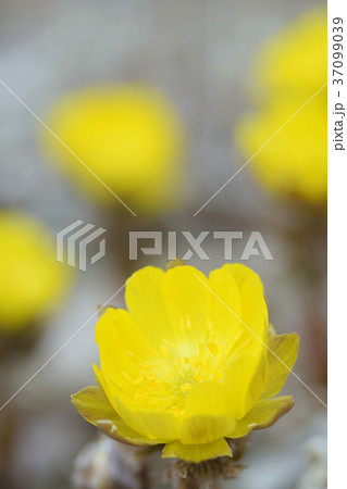 福寿草の花 福寿草の花 37099039