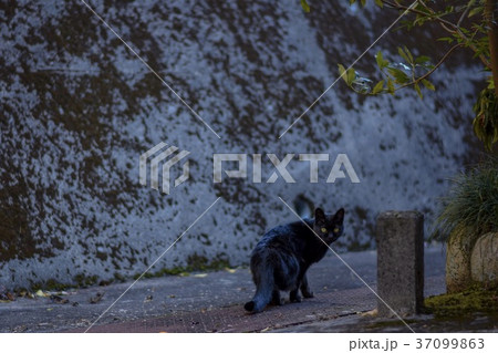 猫 猫 37099863