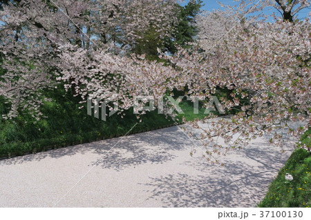 弘前城（花筏・はないかだ） 37100130