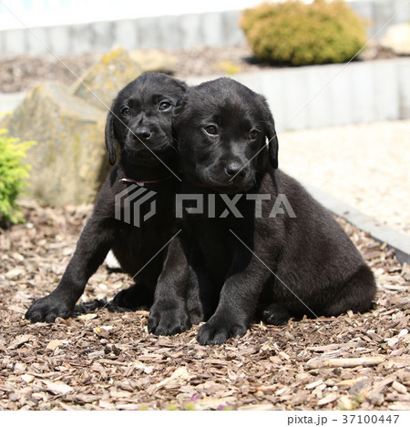 Amazing puppies of labrador retriever Amazing puppies of labrador retriever 37100447