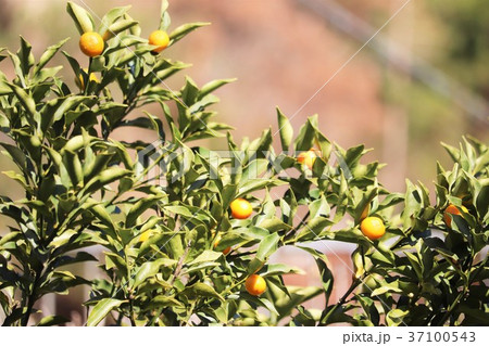 キンカンの実 37100543