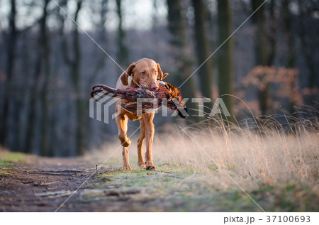 Hungarian hound pinter dog in the spring forrest 37100693