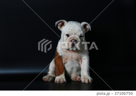 purebred English Bulldog puppy purebred English Bulldog puppy 37100750