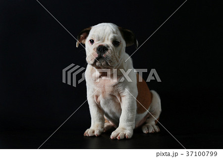 purebred English Bulldog puppy 37100799