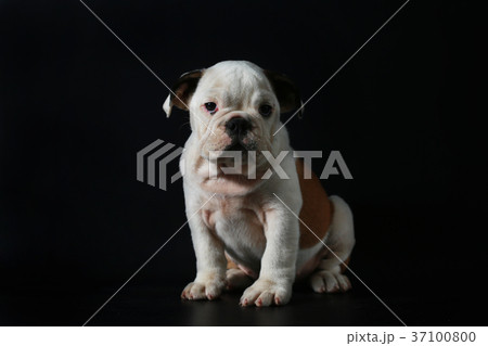 purebred English Bulldog puppy 37100800